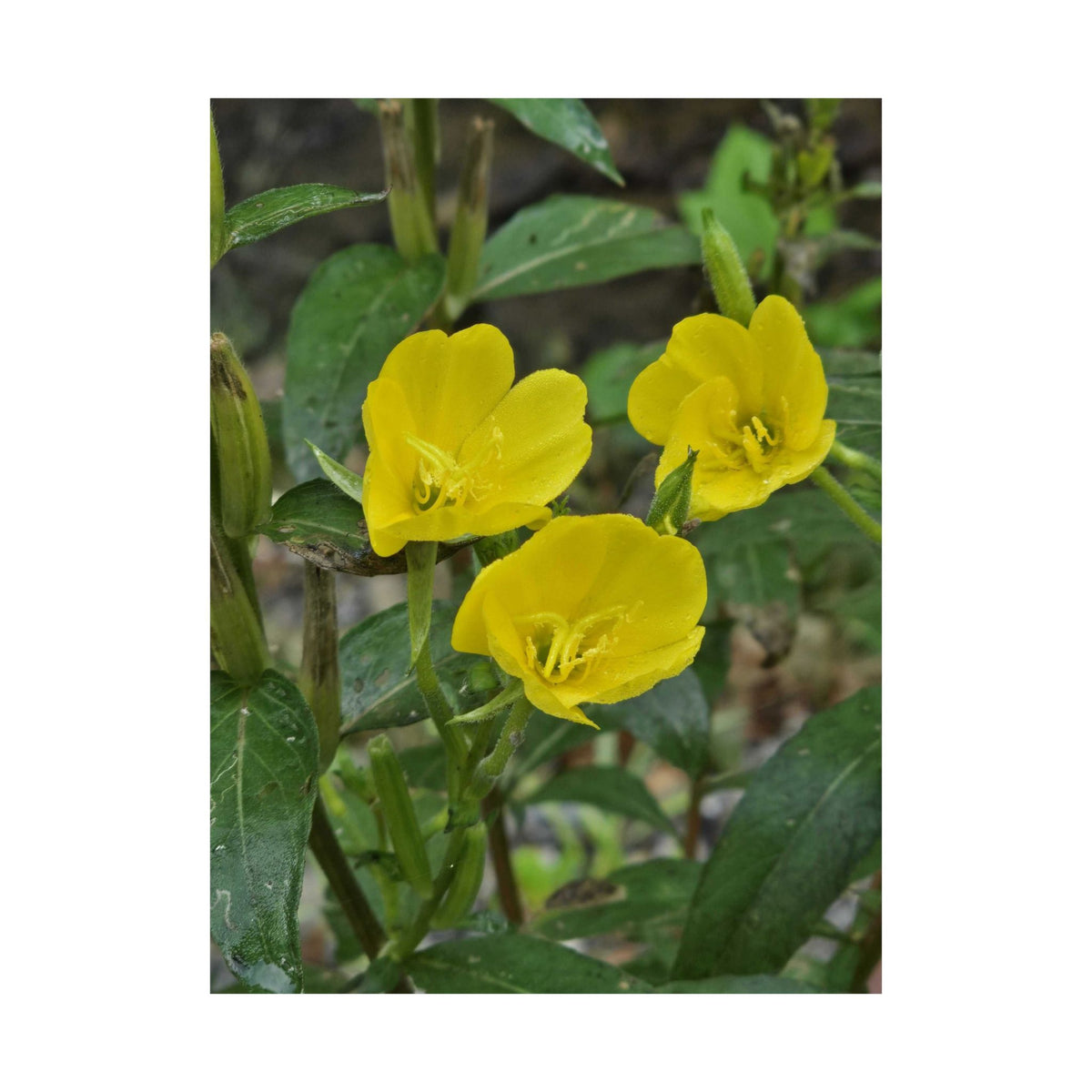 Evening Primrose — Blue Ridge Wildflowers Poster