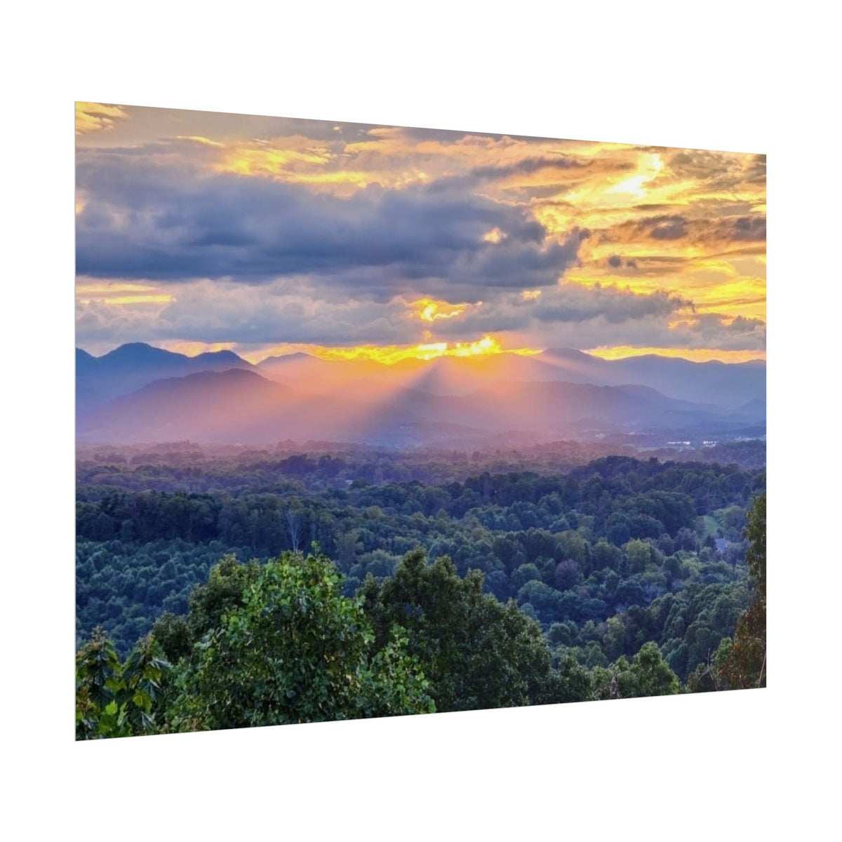 Rolled Posters