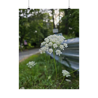 Queen Anne's Lace — Blue Ridge Wildflowers Poster