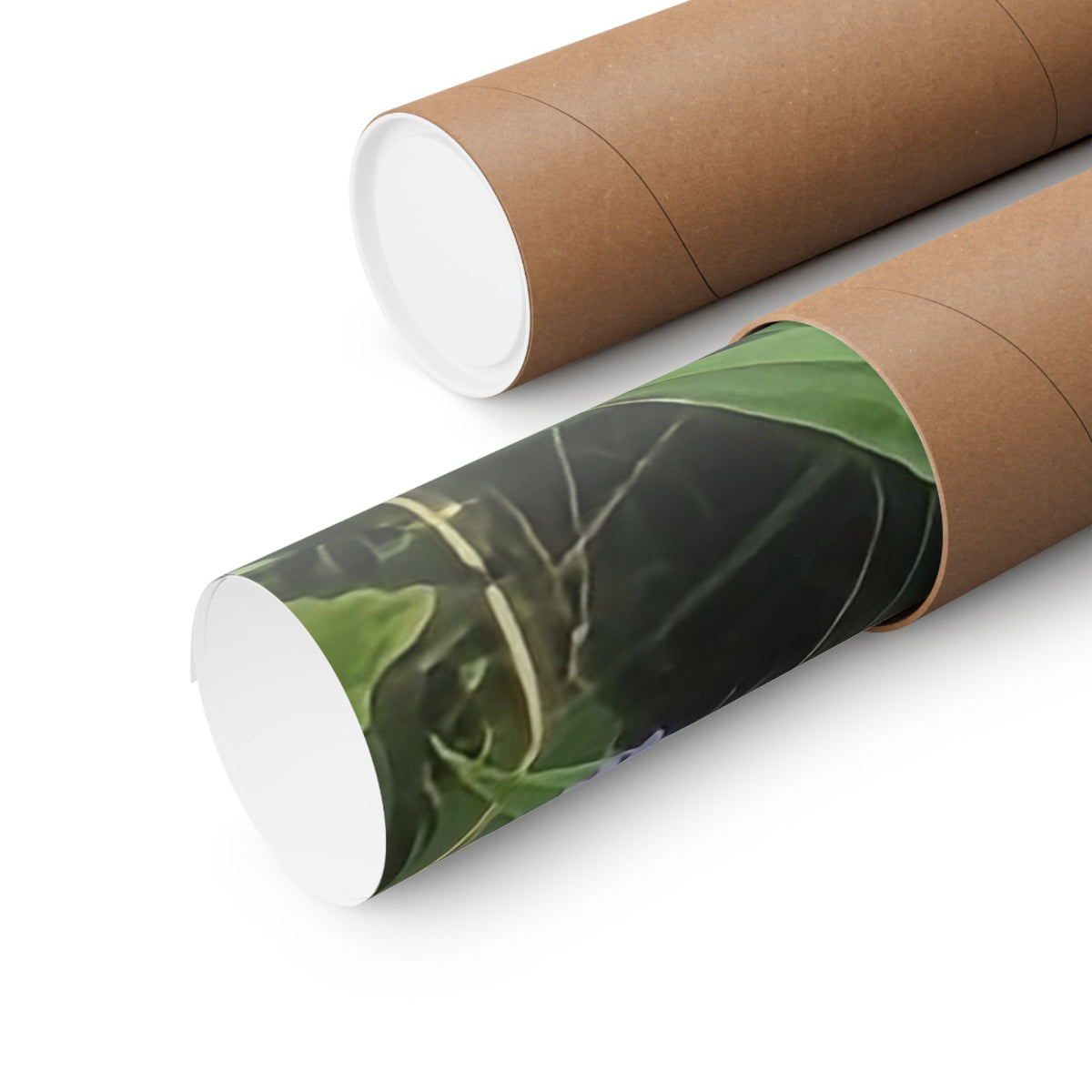 Wild Asters — Blue Ridge Wildflowers Poster