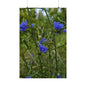 Chicory — Blue Ridge Wildflowers Poster