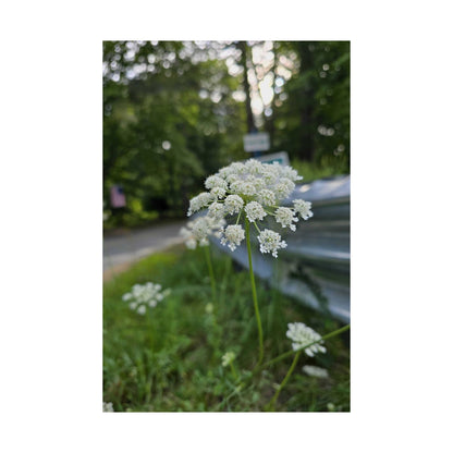 Queen Anne's Lace — Blue Ridge Wildflowers Poster