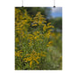 Goldenrod — Blue Ridge Wildflowers Poster