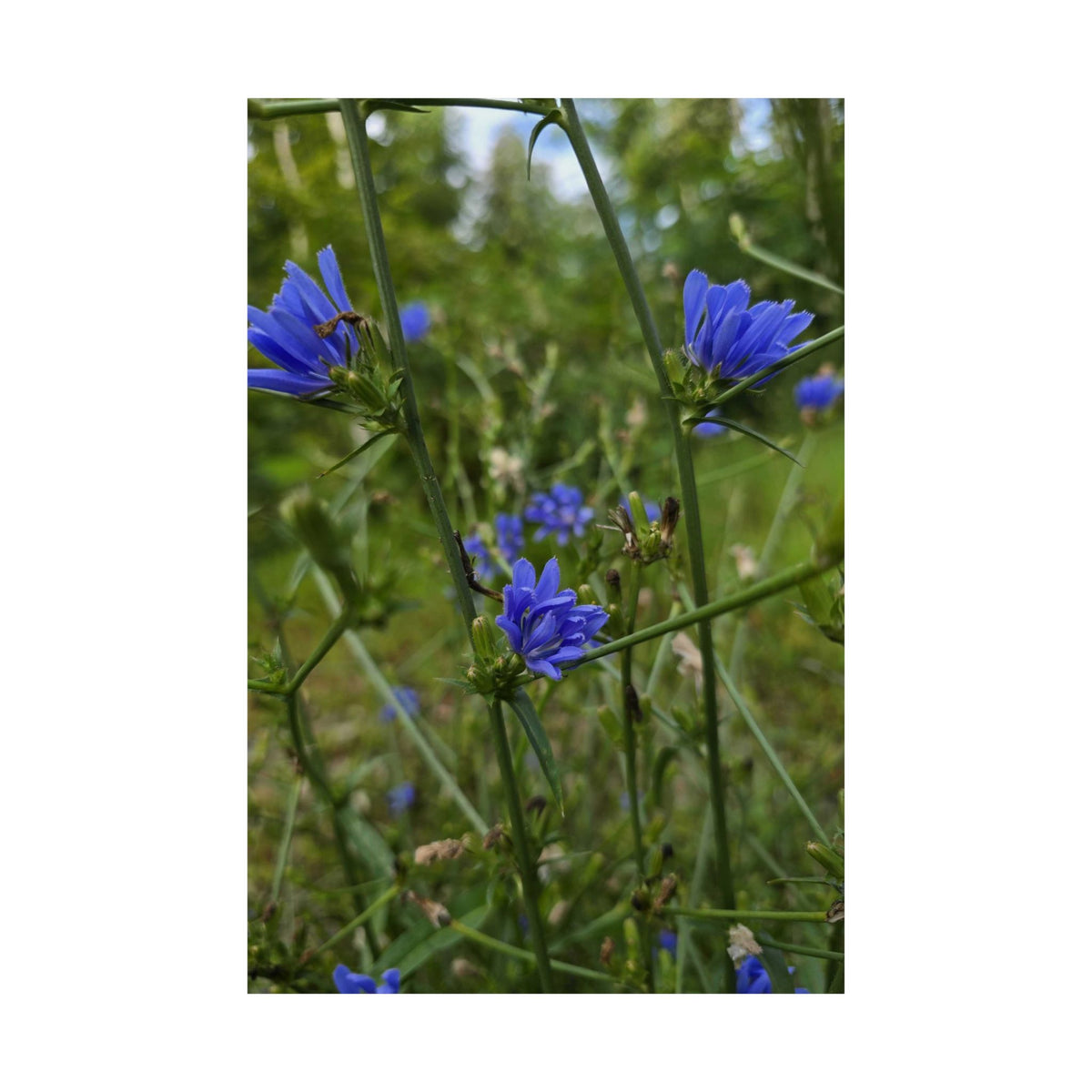 Chicory — Blue Ridge Wildflowers Poster