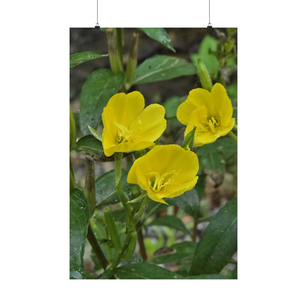 Evening Primrose — Blue Ridge Wildflowers Poster