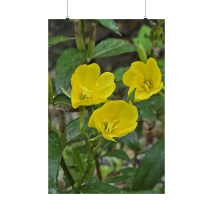 Evening Primrose — Blue Ridge Wildflowers Poster