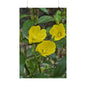 Evening Primrose — Blue Ridge Wildflowers Poster