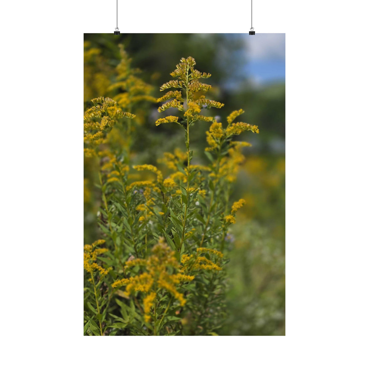 Goldenrod — Blue Ridge Wildflowers Poster