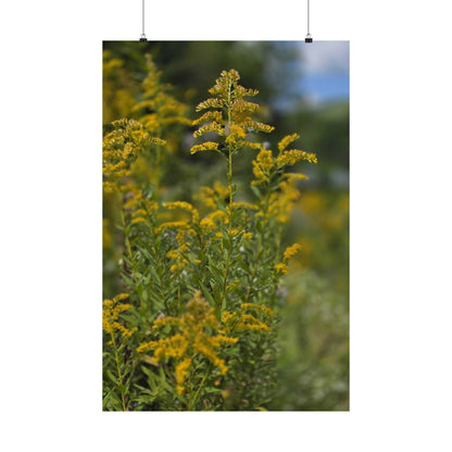 Goldenrod — Blue Ridge Wildflowers Poster