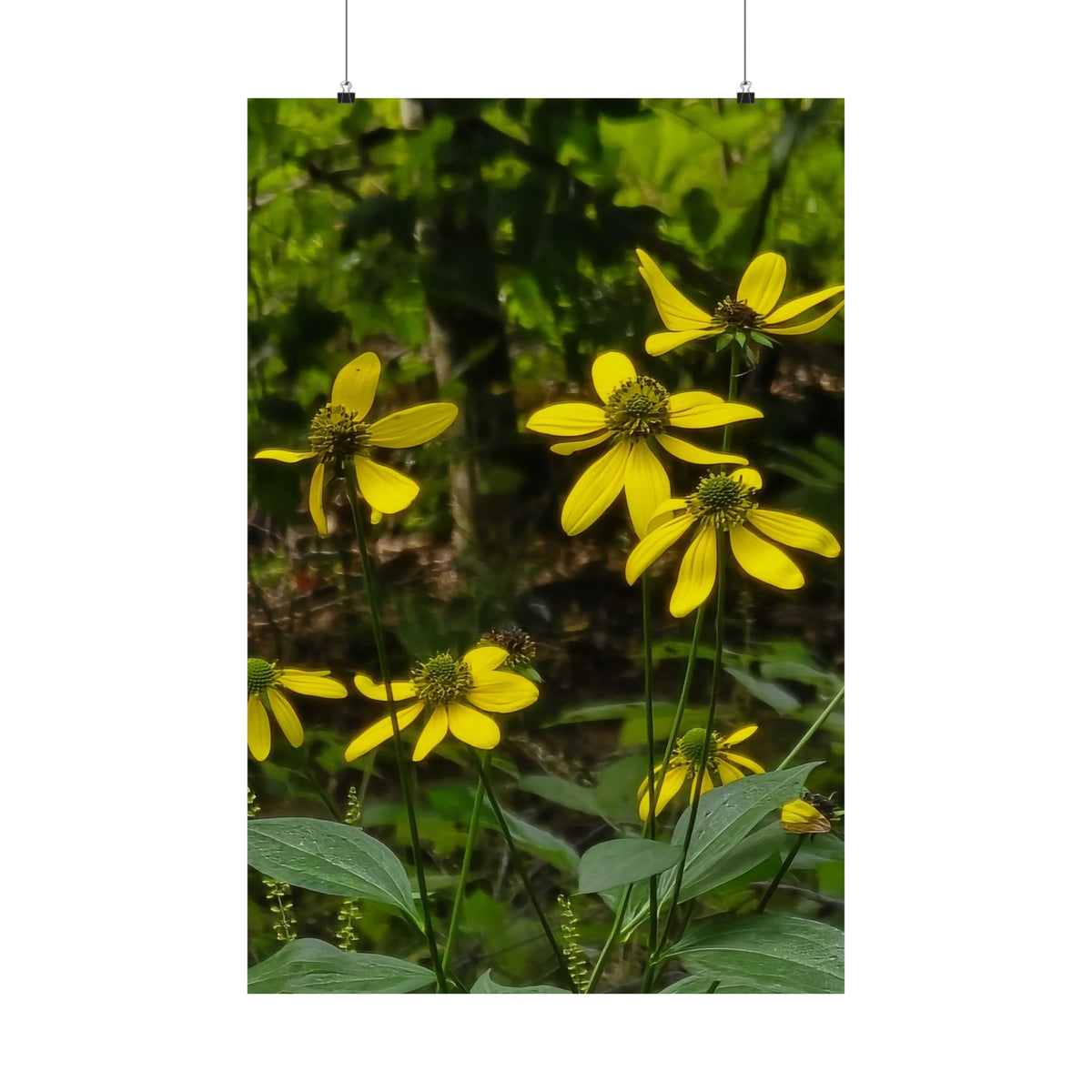 Green Coneflower — Blue Ridge Wildflowers Poster