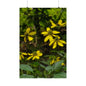Green Coneflower — Blue Ridge Wildflowers Poster