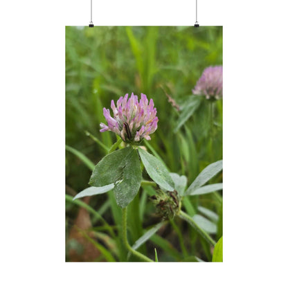 Red Clover — Blue Ridge Wildflowers Poster