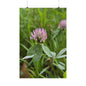 Red Clover — Blue Ridge Wildflowers Poster