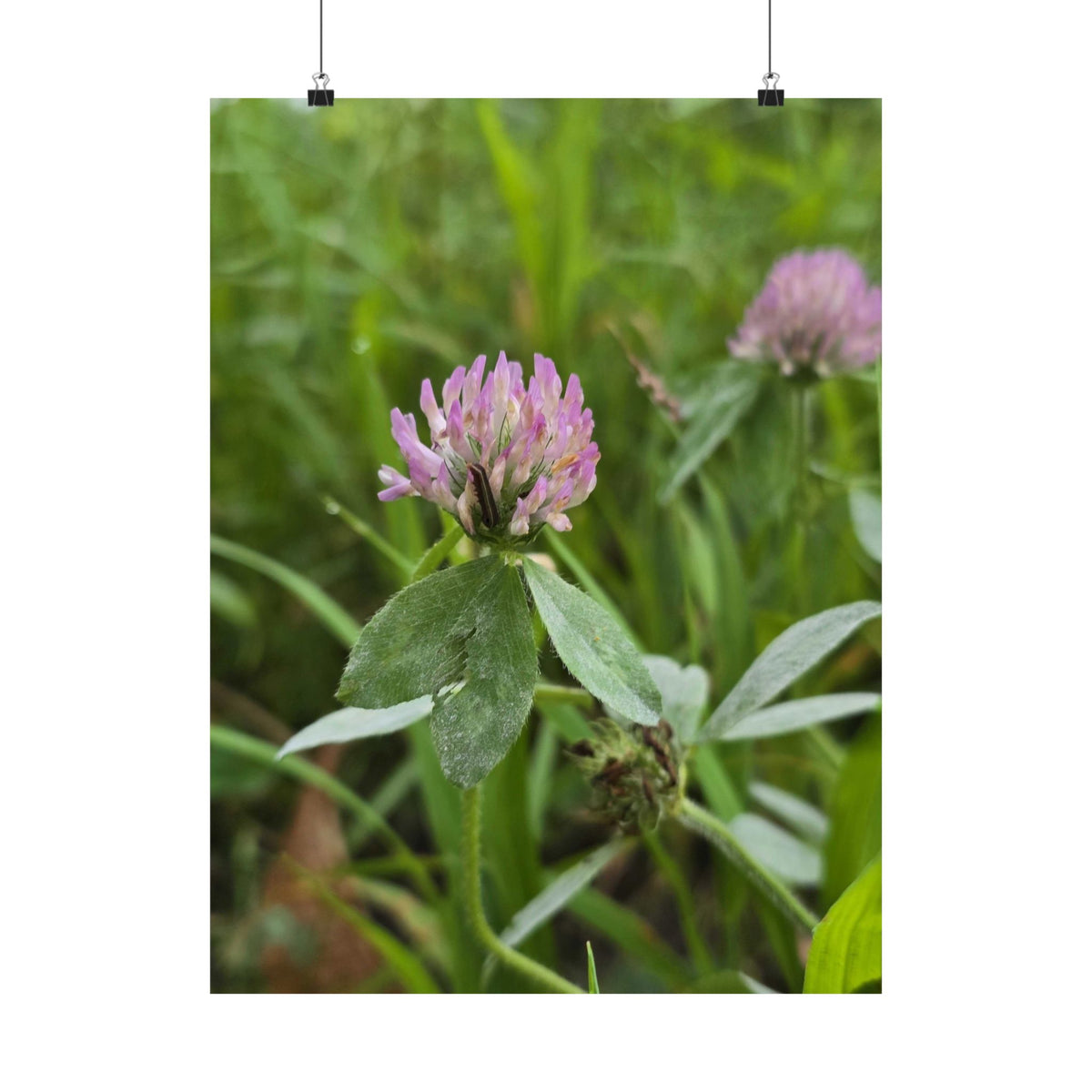 Red Clover — Blue Ridge Wildflowers Poster