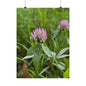 Red Clover — Blue Ridge Wildflowers Poster
