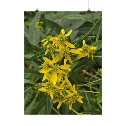Wingstem — Blue Ridge Wildflowers Poster