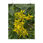Wingstem — Blue Ridge Wildflowers Poster
