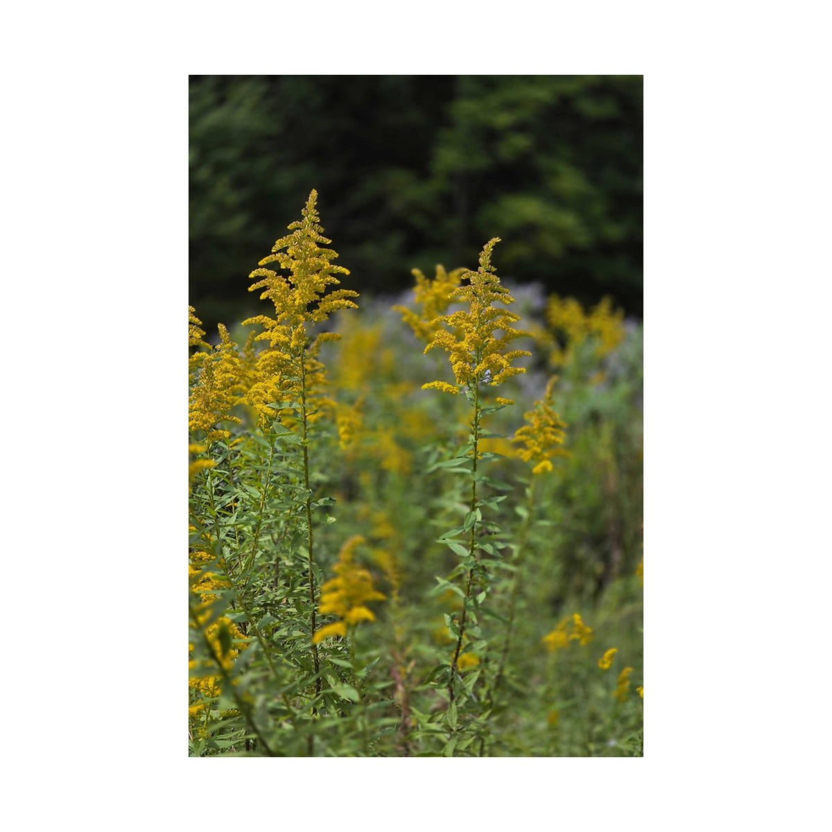Goldenrod at Golden Hour — Blue Ridge Wildflowers Poster