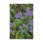 Wild Asters — Blue Ridge Wildflowers Poster