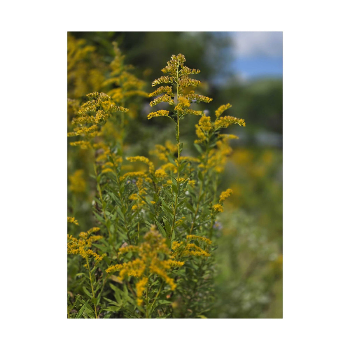 Goldenrod — Blue Ridge Wildflowers Poster