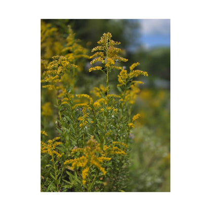 Goldenrod — Blue Ridge Wildflowers Poster