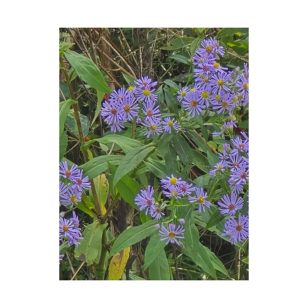 Wild Asters — Blue Ridge Wildflowers Poster
