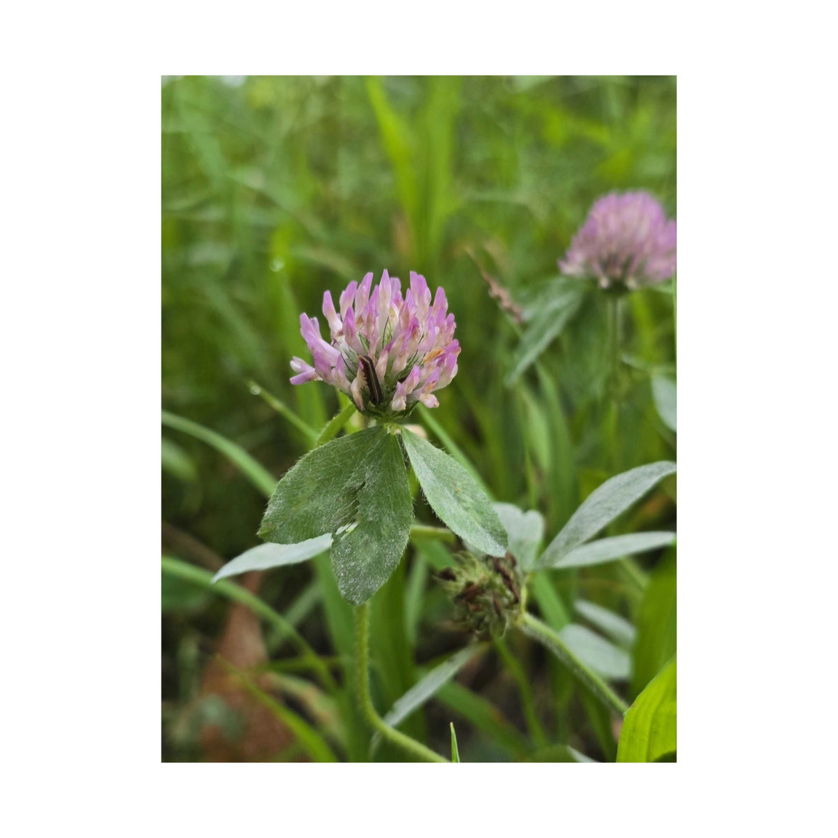Red Clover — Blue Ridge Wildflowers Poster