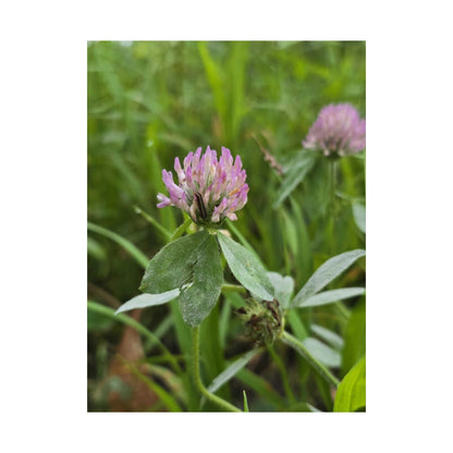 Red Clover — Blue Ridge Wildflowers Poster