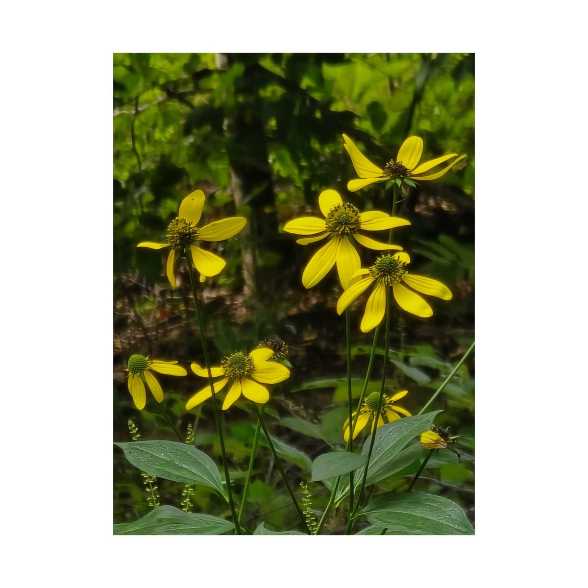 Green Coneflower — Blue Ridge Wildflowers Poster
