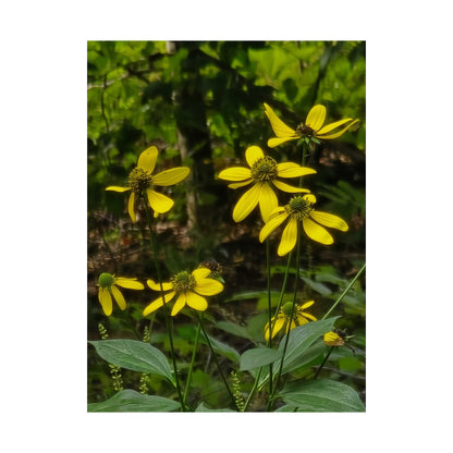 Green Coneflower — Blue Ridge Wildflowers Poster