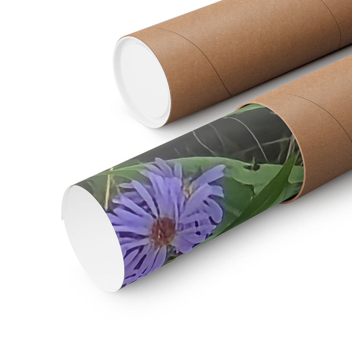 Wild Asters — Blue Ridge Wildflowers Poster