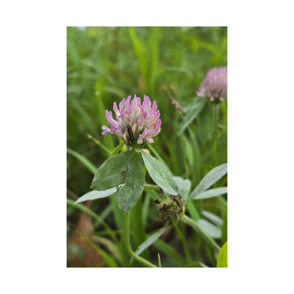 Red Clover — Blue Ridge Wildflowers Poster