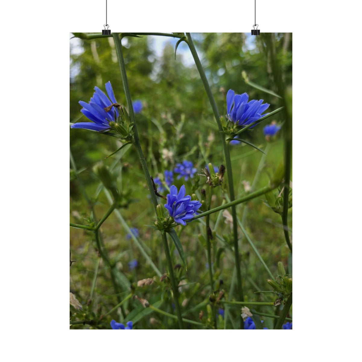 Chicory — Blue Ridge Wildflowers Poster