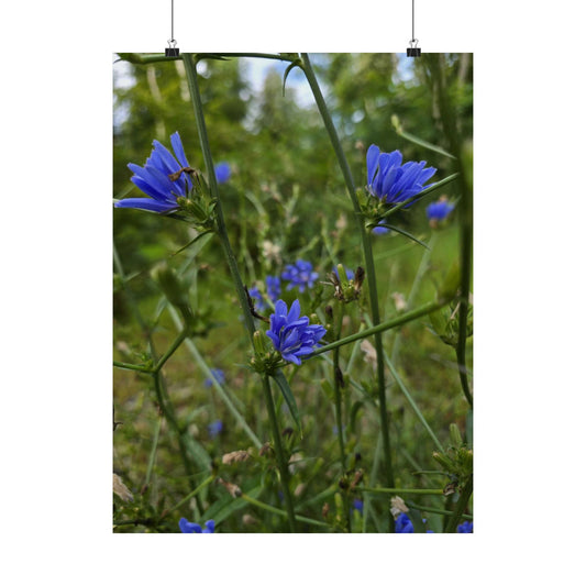 Chicory — Blue Ridge Wildflowers Poster