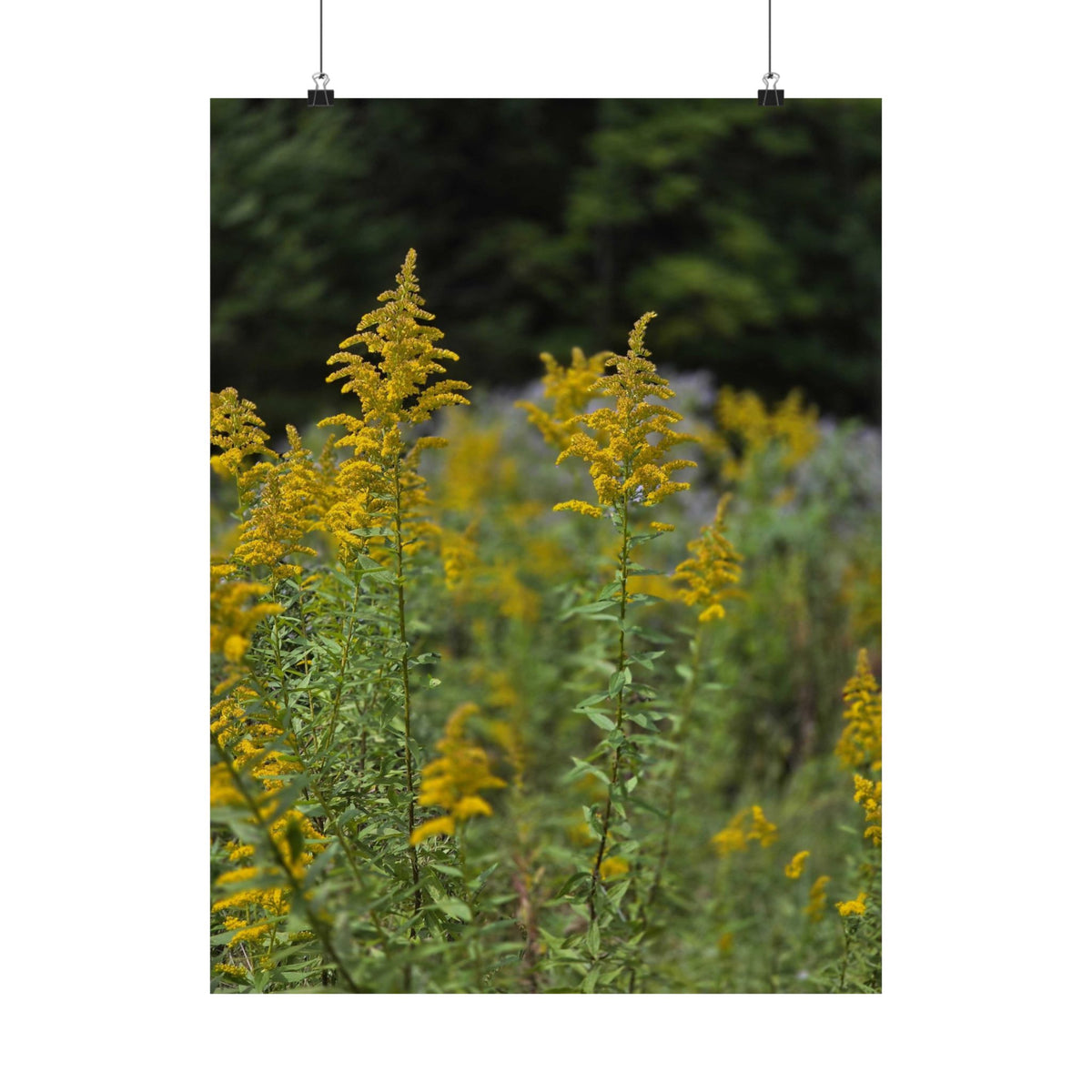 Goldenrod at Golden Hour — Blue Ridge Wildflowers Poster