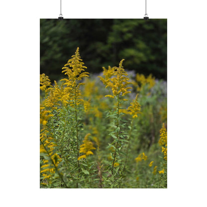 Goldenrod at Golden Hour — Blue Ridge Wildflowers Poster