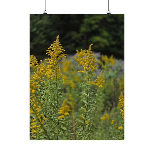 Goldenrod at Golden Hour — Blue Ridge Wildflowers Poster
