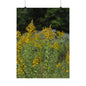 Goldenrod at Golden Hour — Blue Ridge Wildflowers Poster