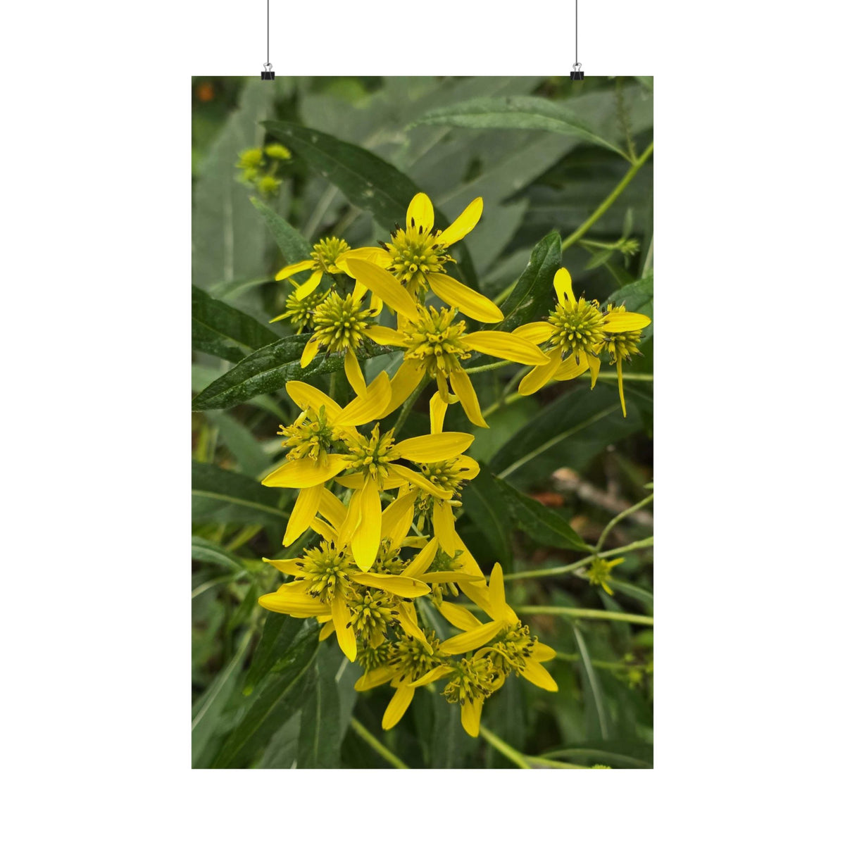 Wingstem — Blue Ridge Wildflowers Poster