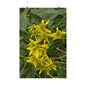 Wingstem — Blue Ridge Wildflowers Poster