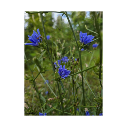 Chicory — Blue Ridge Wildflowers Poster
