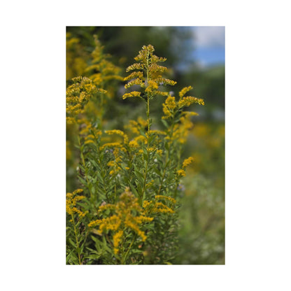 Goldenrod — Blue Ridge Wildflowers Poster