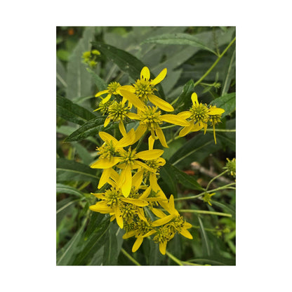 Wingstem — Blue Ridge Wildflowers Poster